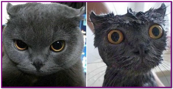 шотландская вислоухая кошка