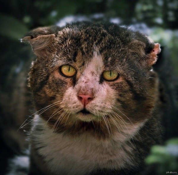 уродливые коты