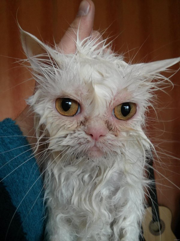 мокрые коты