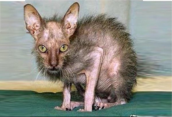 помесь мейн куна и сфинкса