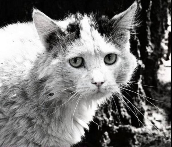 бездомная кошка