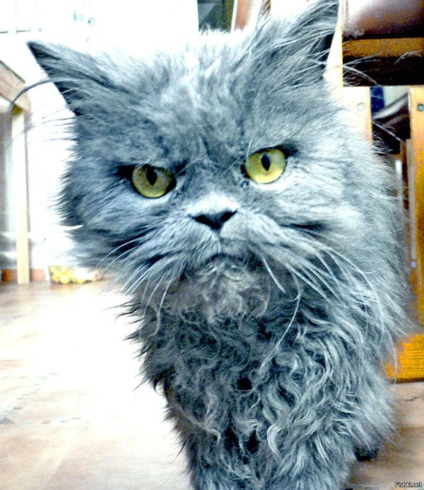 селкирк рекс альберт