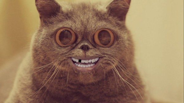 угарные котики