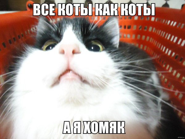 кота мем