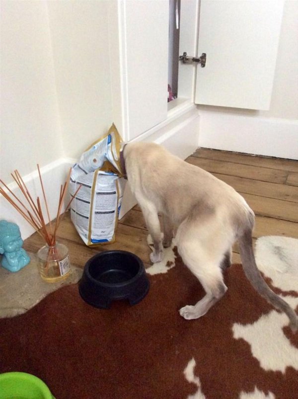 нашкодившие коты