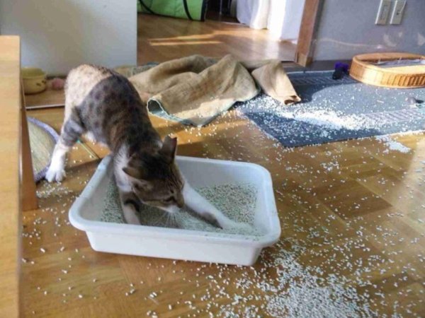 заведи кота