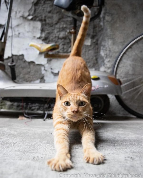 рыжего кота