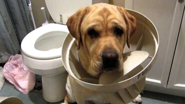 самые смешные собаки