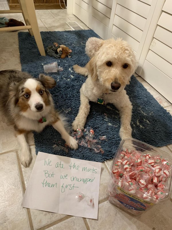 нашкодивший щенок