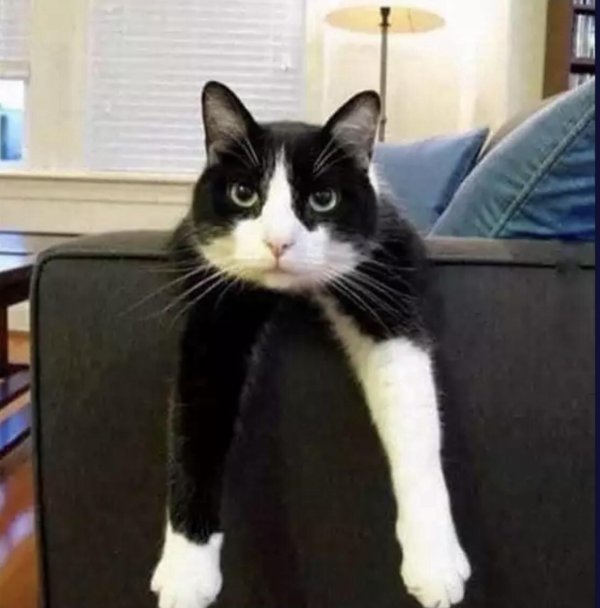 кошка прикольная