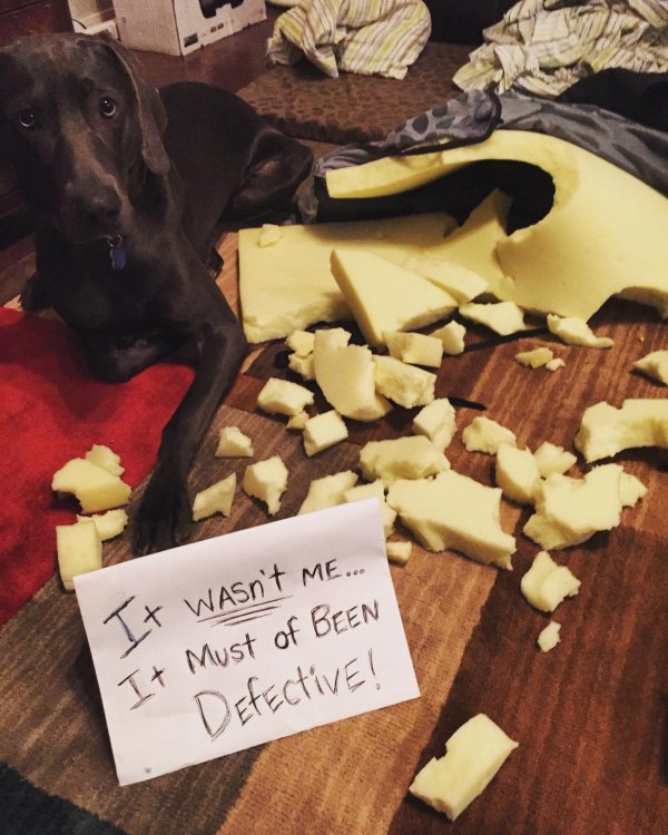 dog shaming