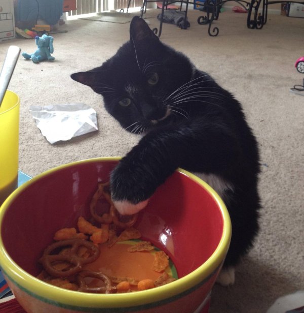 нашкодившие коты