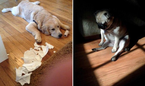 золотистый ретривер