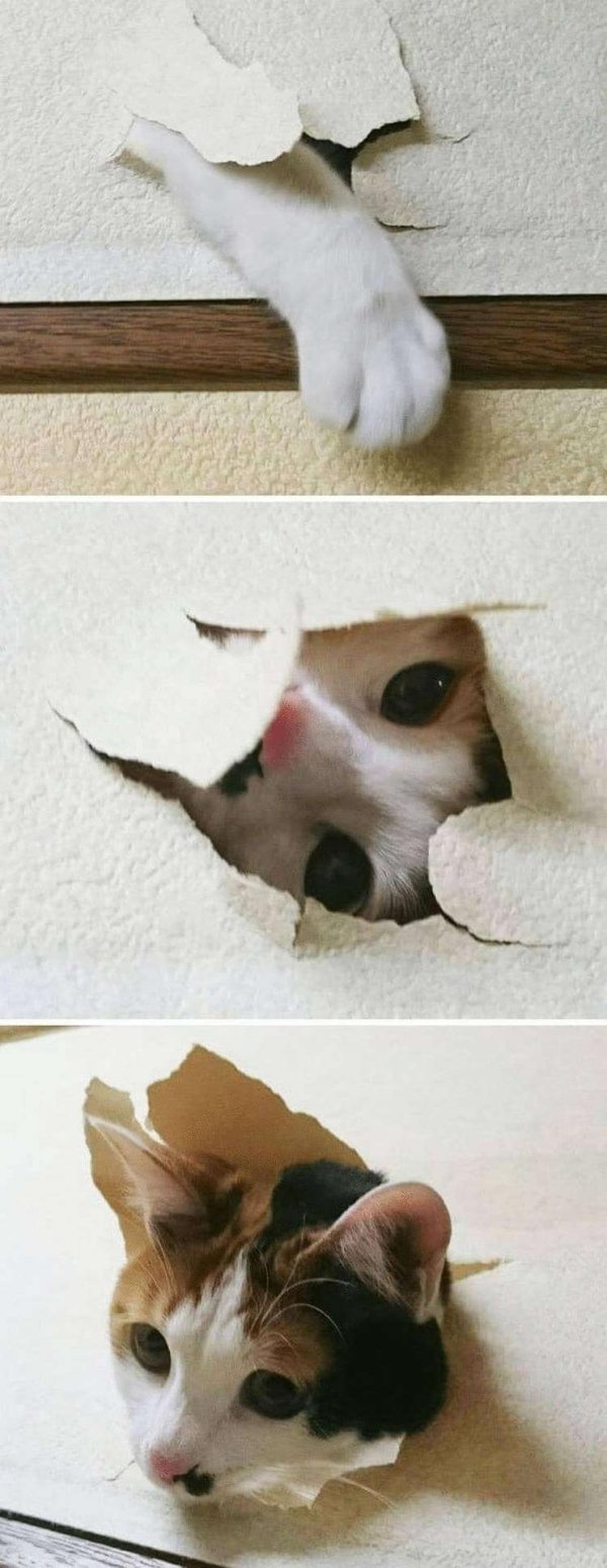 котенок выглядывает из коробки