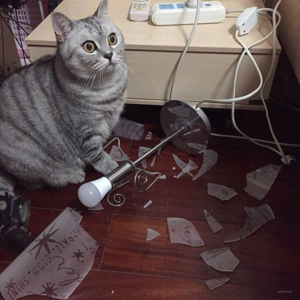 кот сумасшедший