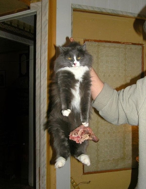 ржачные коты