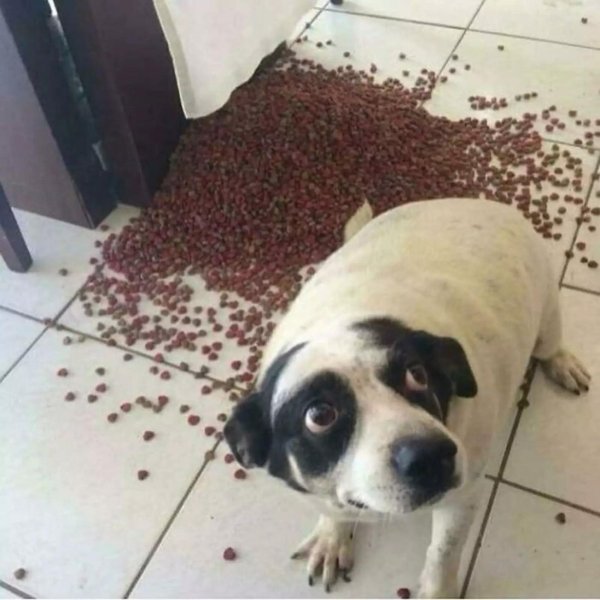 нашкодивший щенок