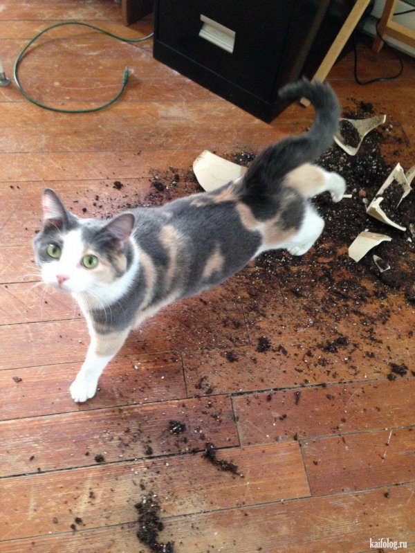 коты безобразники