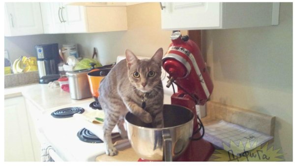 кошка на кухне