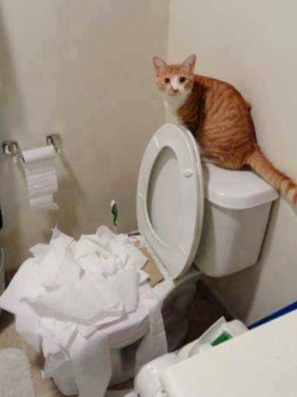 кошки туалетная бумага смешные
