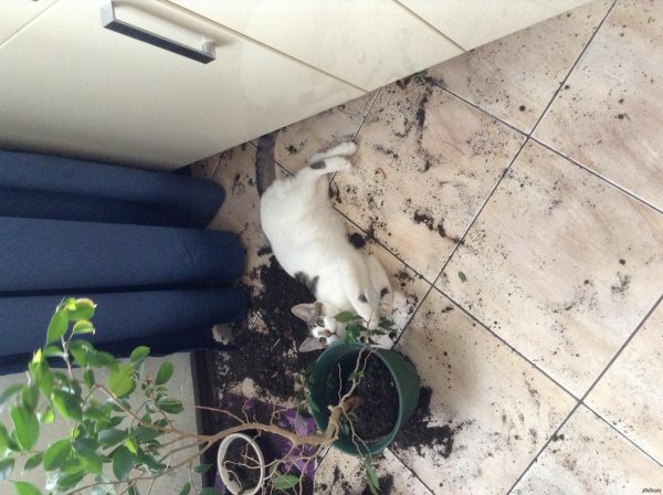 фикуса бенджамина