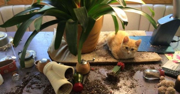 комнатные растения безопасные для кошек