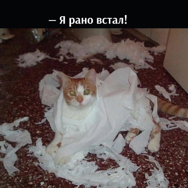 коты и туалетная бумага