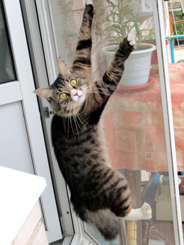 pet screen антикошка