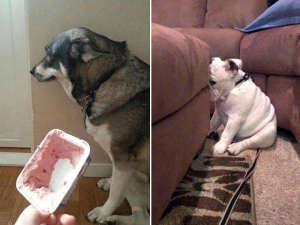 нашкодивший щенок