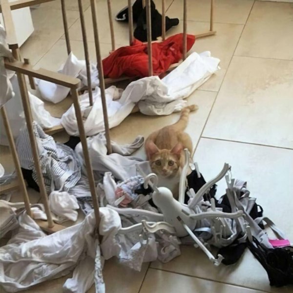 кошки хулиганят