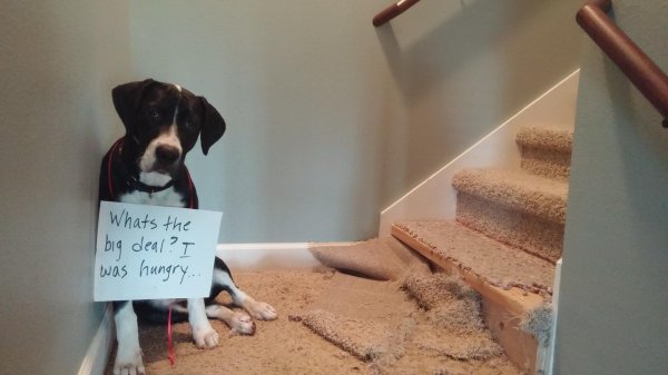 dog shaming