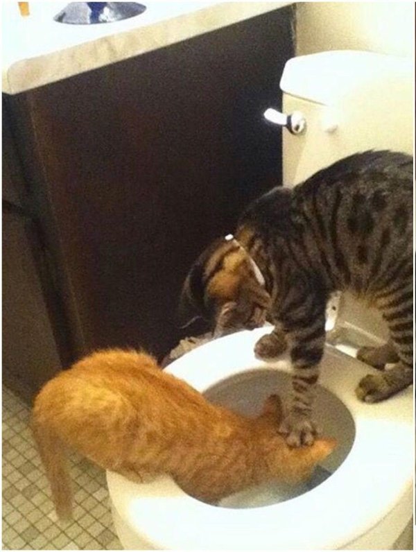 приучение котенка к унитазу