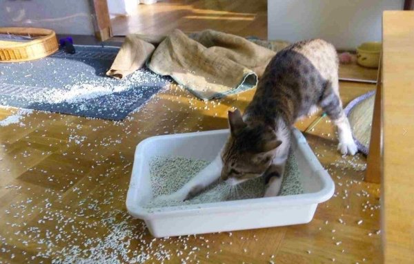 кошачий лоток