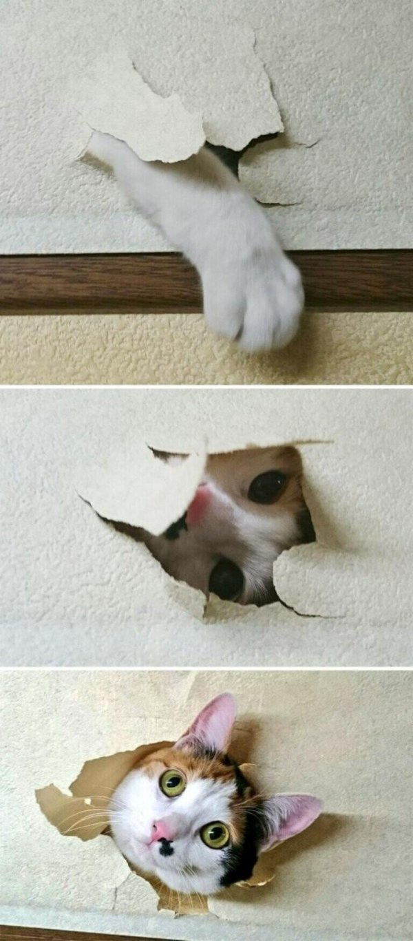 кошка прикол