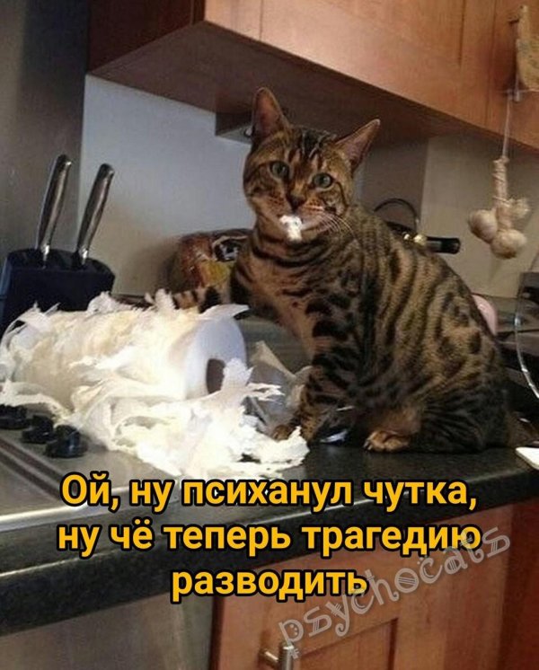 бенгальская кошка