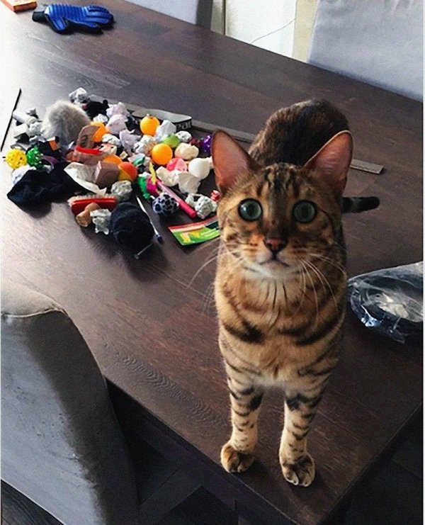 милые котики смешные