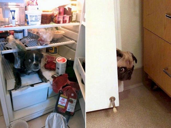 мопс смешной