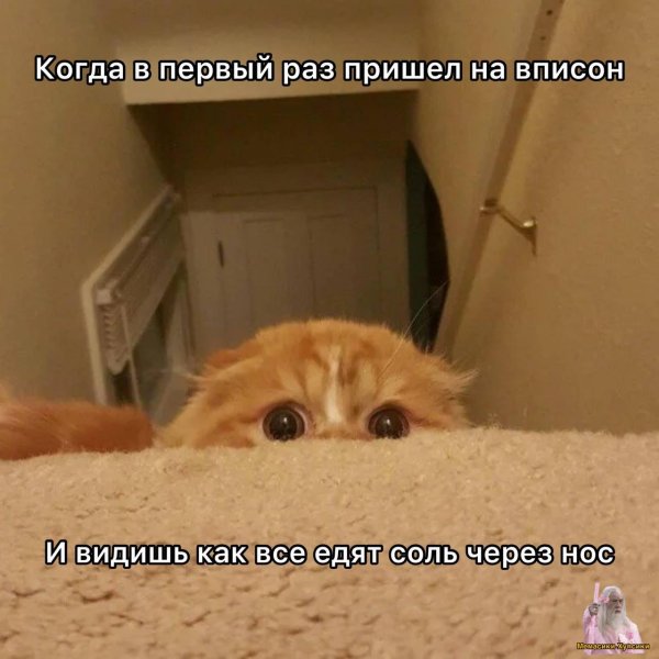 котенок испугался