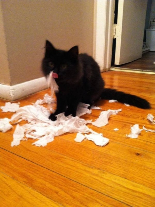 котята хулиганят