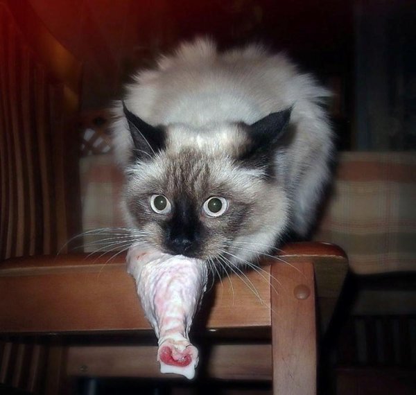 ржачные котики