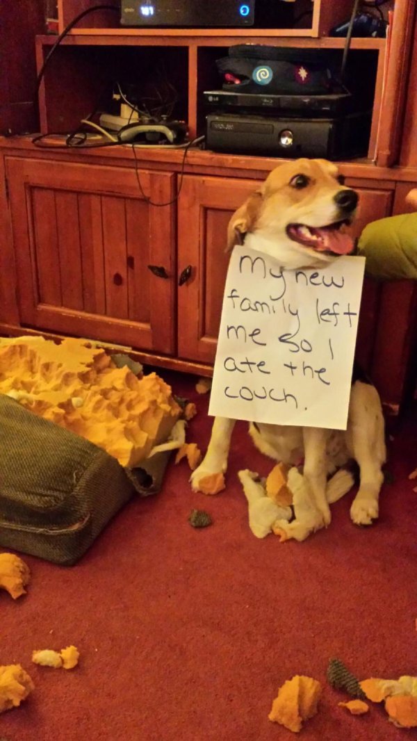 dog shaming