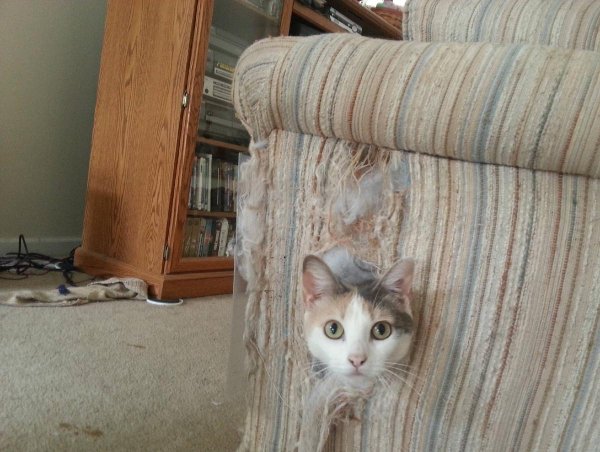 дранная кошка