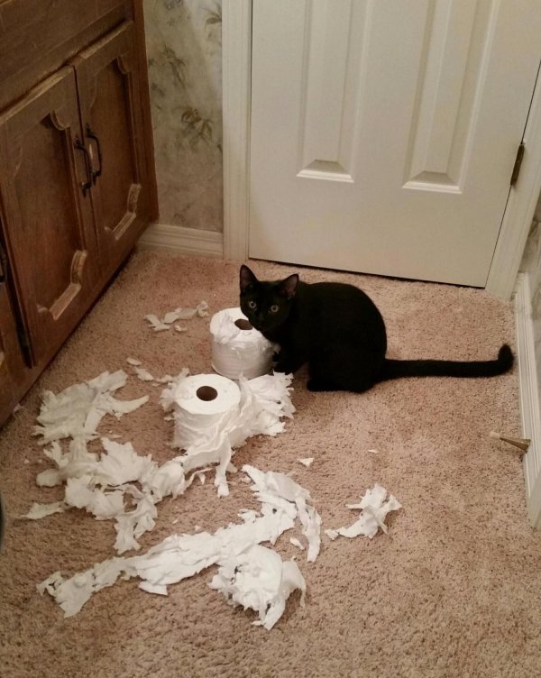 туалетная бумага с котиками