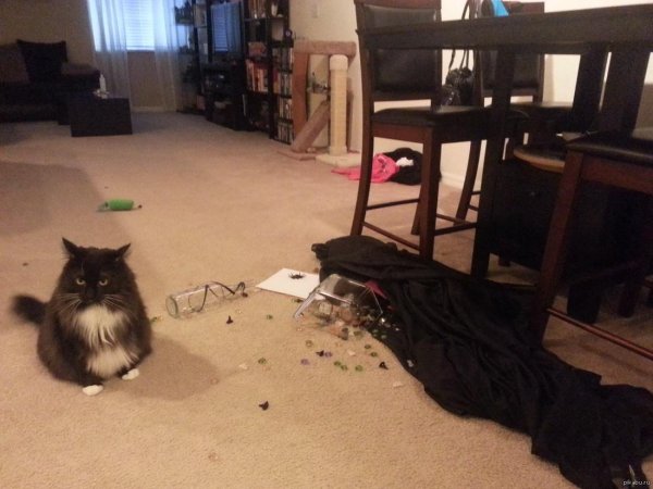 кошка устроила погром