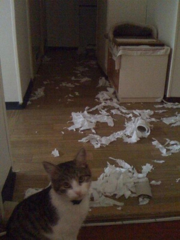 нашкодившие коты