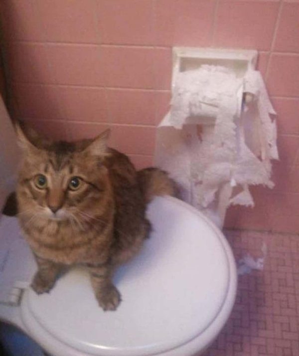 система приучения кошек к унитазу