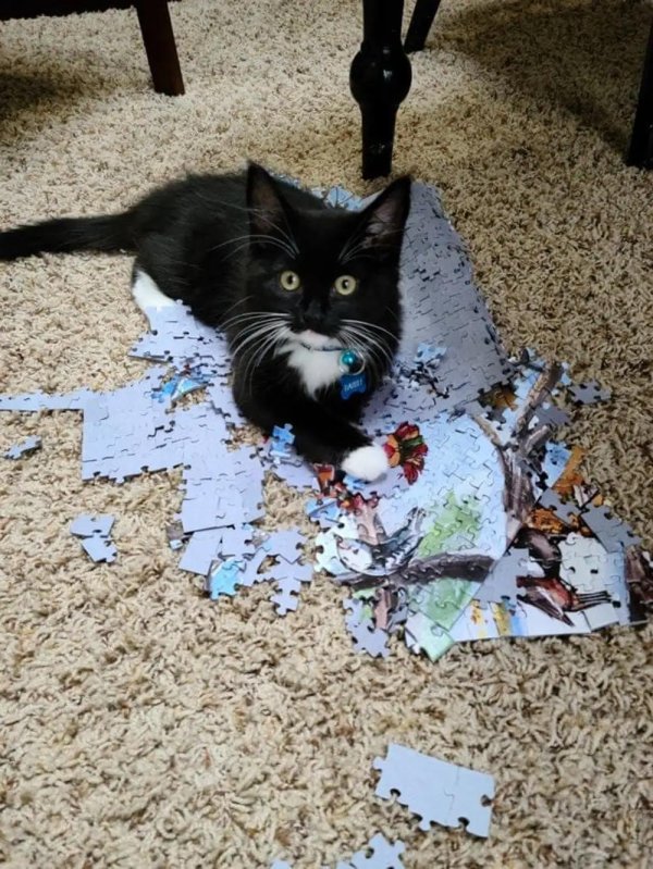 смешные пазлы