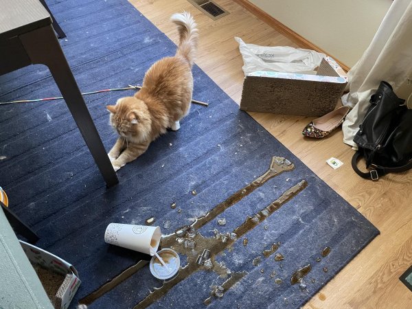 рыжего кота