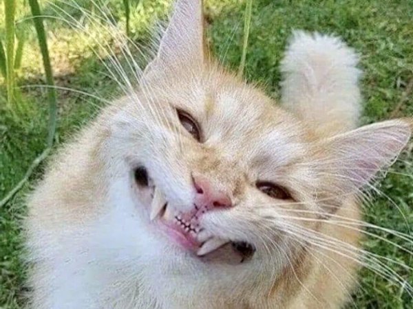 улыбка кошки