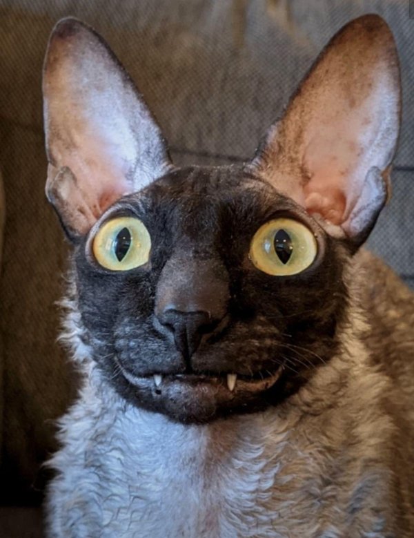 корниш рекс